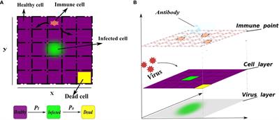 The spatial dynamics of immune response upon virus infection through hybrid dynamical computational model